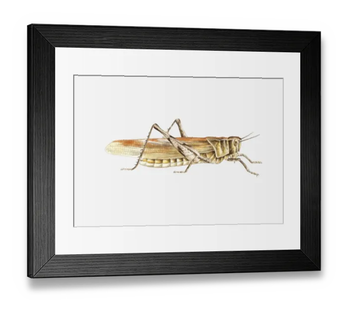 Framed Print : Illustration of Bush Cricket (Tettigonia viridissima) Framed Print : Illustration of Bush Cricket (Tettigonia viridissima)