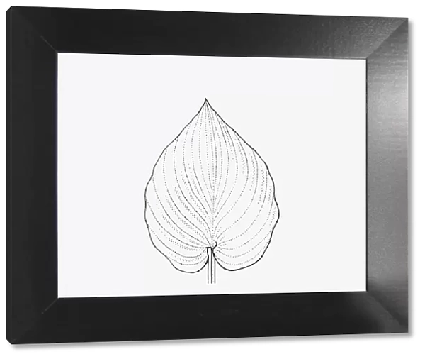 Black and white illustration of heart-shaped Hosta leaf