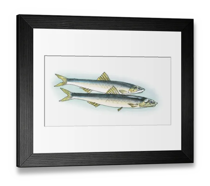 Framed Print : Illustration of Baltic Sprat (Sprattus sprattus balticus) Framed Print : Illustration of Baltic Sprat (Sprattus sprattus balticus)