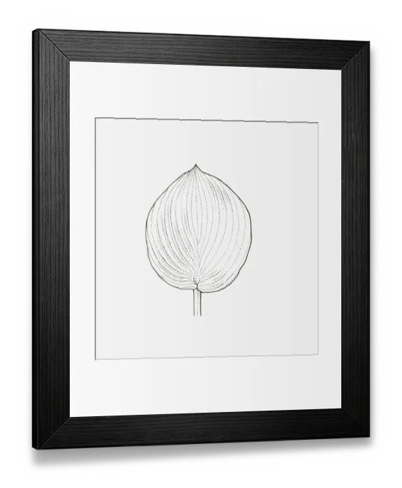 Framed Print : Black and white illustration of rounded form Hosta leaf Framed Print : Black and white illustration of rounded form Hosta leaf