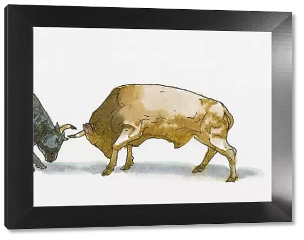 Illustration of two bulls fighting head to head using horns