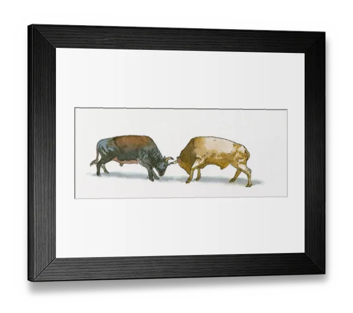 Framed Print : Illustration of two bulls fighting head to head using horns Framed Print : Illustration of two bulls fighting head to head using horns