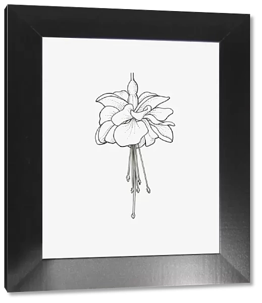 Black and White Illustration of double form Fuchsia flower head