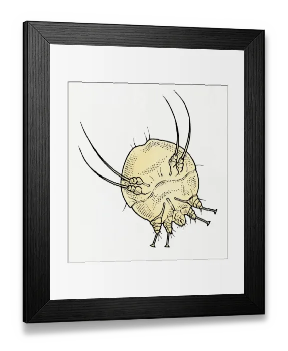 Framed Print : Illustration of Scabies Mite (Sarcoptes scabiei ) Framed Print : Illustration of Scabies Mite (Sarcoptes scabiei )