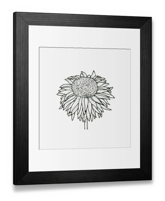 Framed Print : Black and white illustration of anemone Chrysanthemum flower head Framed Print : Black and white illustration of anemone Chrysanthemum flower head