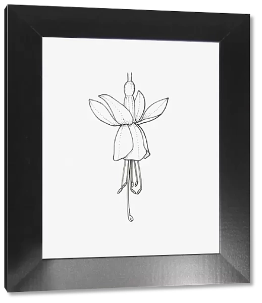 Black and White Illustration of single form Fuchsia flower head