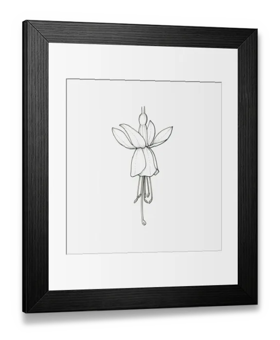 Framed Print : Black and White Illustration of single form Fuchsia flower head Framed Print : Black and White Illustration of single form Fuchsia flower head