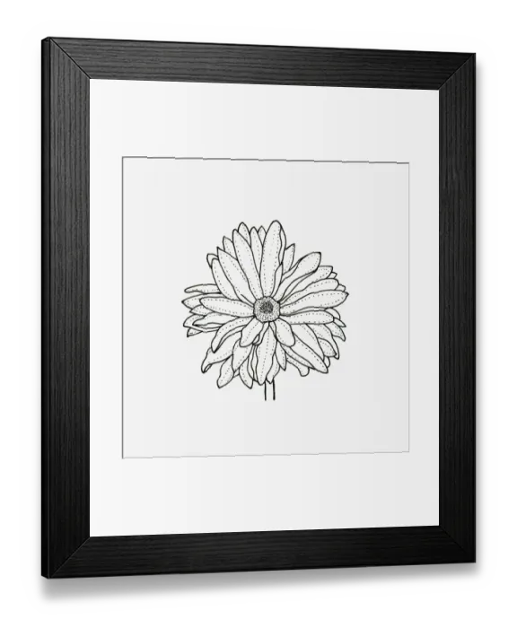 Framed Print : Black and white illustration of semi double Chrysanthemum flower head