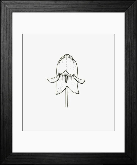 Framed Print : Black and white illustration of bell-shaped Campanula flower head Framed Print : Black and white illustration of bell-shaped Campanula flower head