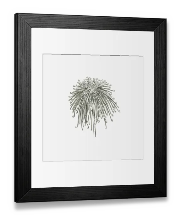 Framed Print : Black and White Illustration of spider-form Chrysanthemum flower head Framed Print : Black and White Illustration of spider-form Chrysanthemum flower head