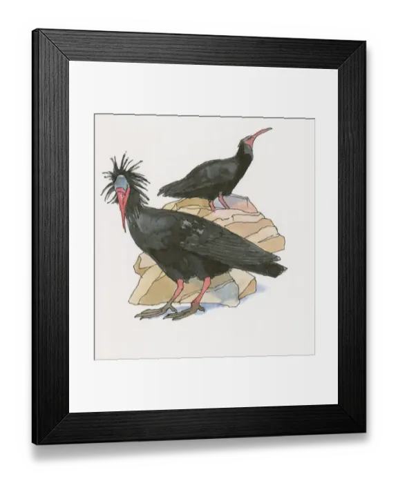 Framed Print : Illustration of Waldrapp (Geronticus eremita) Framed Print : Illustration of Waldrapp (Geronticus eremita)