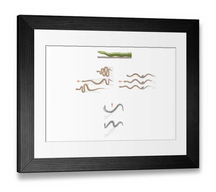 Framed Print : Digital illustration of terrestrial snake locomotion including lateral undulation, sidewinding, concertina, rectilinear, and slide-pushing Framed Print : Digital illustration of terrestrial snake locomotion including lateral undulation, sidewinding, concertina, rectilinear, and slide-pushing