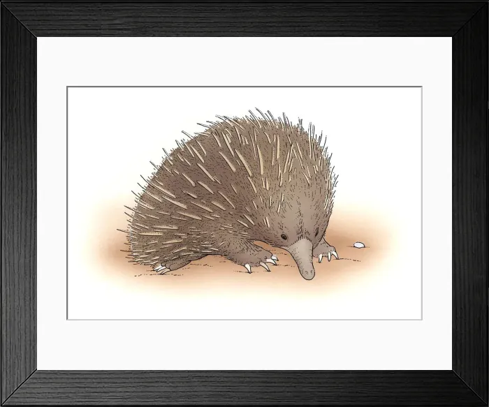 Framed Print : Short-beaked echidna (Tachyglossus aculeatus) Framed Print : Short-beaked echidna (Tachyglossus aculeatus)
