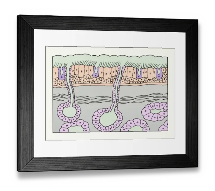 Framed Print : A healthy bronchus Framed Print : A healthy bronchus