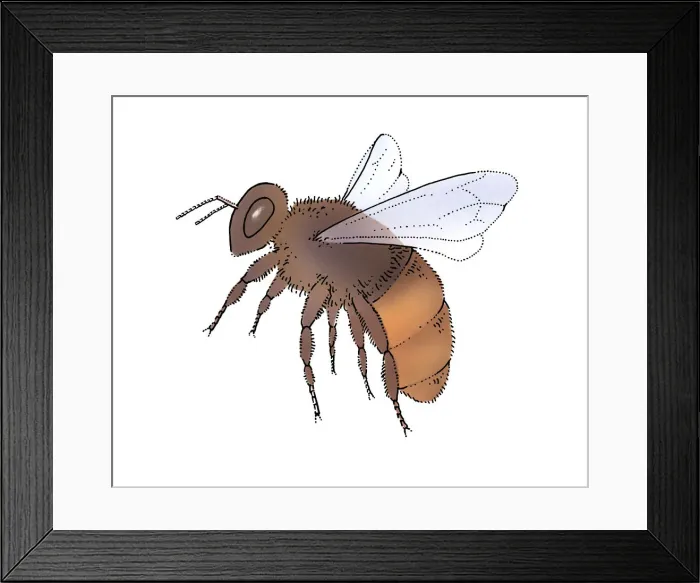 Framed Print : Young honey bee (Apis mellifera) Framed Print : Young honey bee (Apis mellifera)