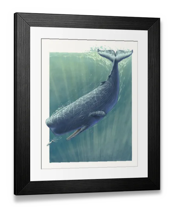 Framed Print : A Sperm whale (Physeter macrocephalus) underwater in pursuit of a krill Framed Print : A Sperm whale (Physeter macrocephalus) underwater in pursuit of a krill