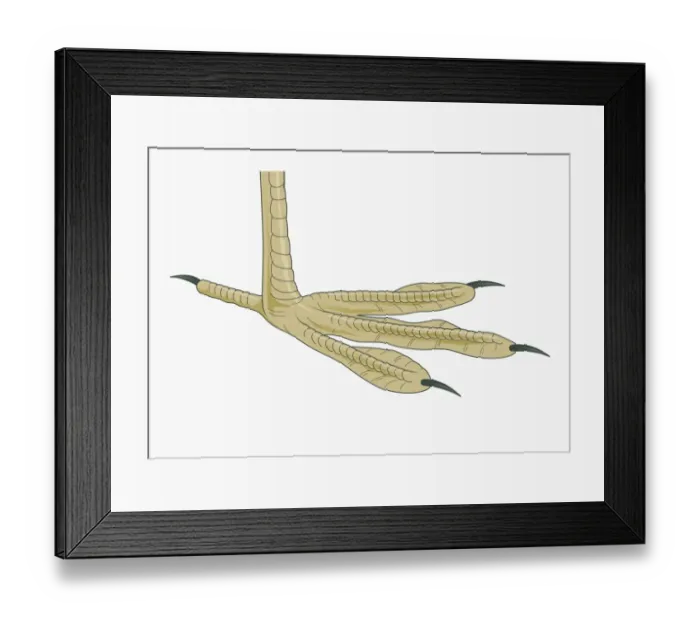 Framed Print : Illustration of four-toed Coot (Fulica) foot Framed Print : Illustration of four-toed Coot (Fulica) foot