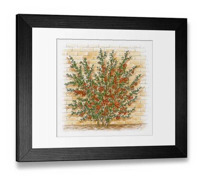 Framed Print : Illustration of Pyracantha bush growing against brick wall showing red berry-like pomes Framed Print : Illustration of Pyracantha bush growing against brick wall showing red berry-like pomes
