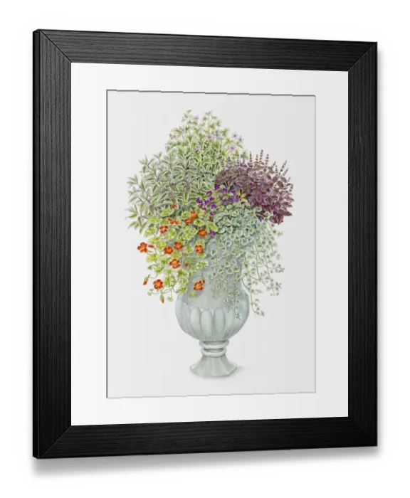 Framed Print : Illustration of Pansy, Ground Ivy, Sage, Basil, and Nasturtium in summer urn Framed Print : Illustration of Pansy, Ground Ivy, Sage, Basil, and Nasturtium in summer urn