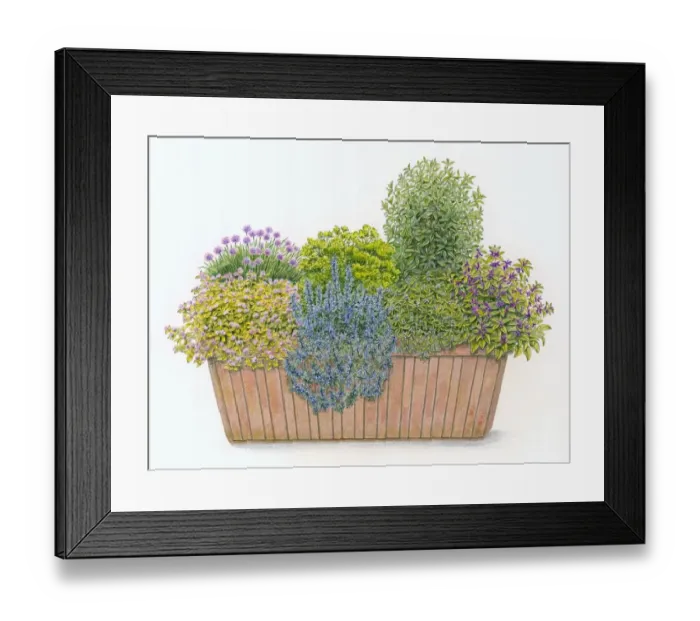 Framed Print : Illustration of culinary window box planted with Parsley, Chives, Sage, Rosemary, Bay Laurel, Summer Framed Print : Illustration of culinary window box planted with Parsley, Chives, Sage, Rosemary, Bay Laurel, Summer