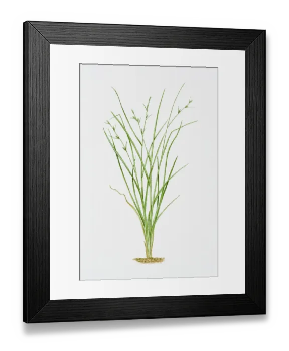 Framed Print : Illustration of Carex Remota (Remote Sedge) Framed Print : Illustration of Carex Remota (Remote Sedge)