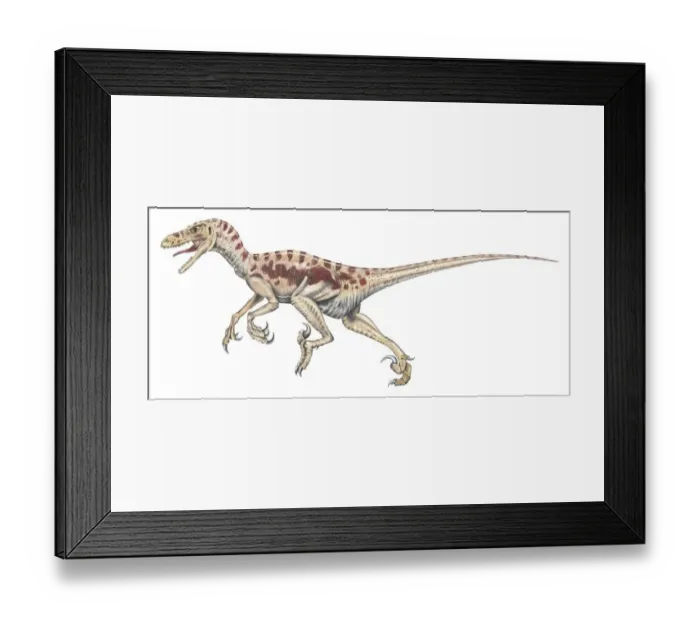 Framed Print : Illustration of Velociraptor dinosaur on the move Framed Print : Illustration of Velociraptor dinosaur on the move