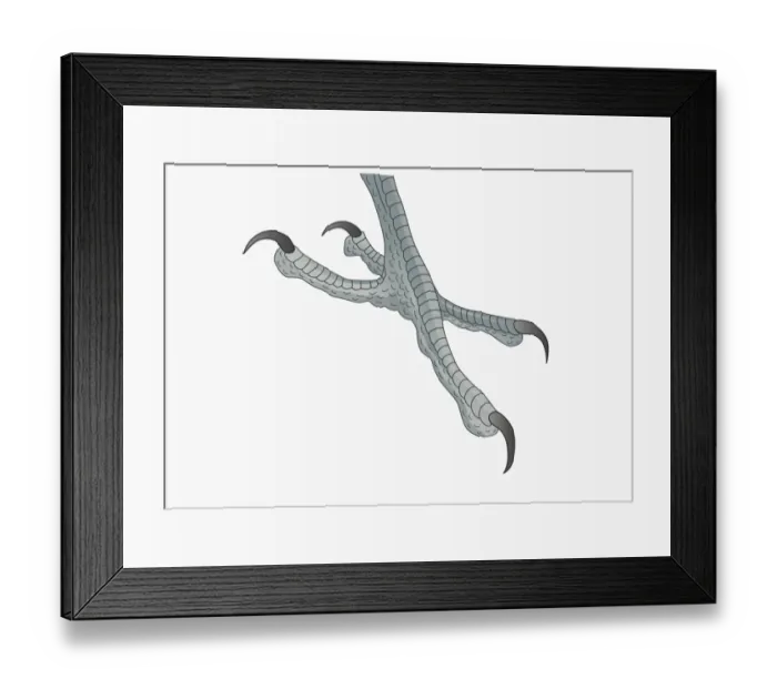 Framed Print : Illustration of four-toed Woodpecker (Picidae) foot with curved claws for gripping Framed Print : Illustration of four-toed Woodpecker (Picidae) foot with curved claws for gripping