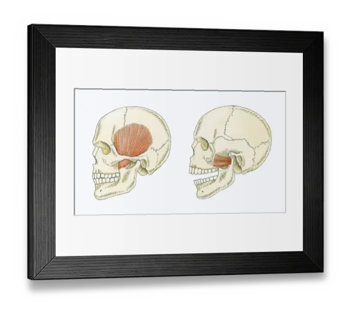 Framed Print : Illustration showing muscles in human skull for chewing and biting Framed Print : Illustration showing muscles in human skull for chewing and biting