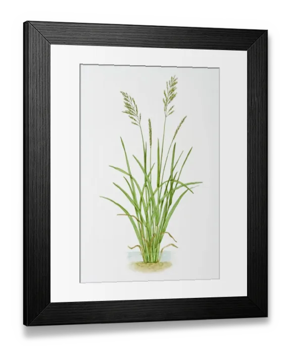 Framed Print : Illustration of Glyceria Maxima (Reed Mannagrass)