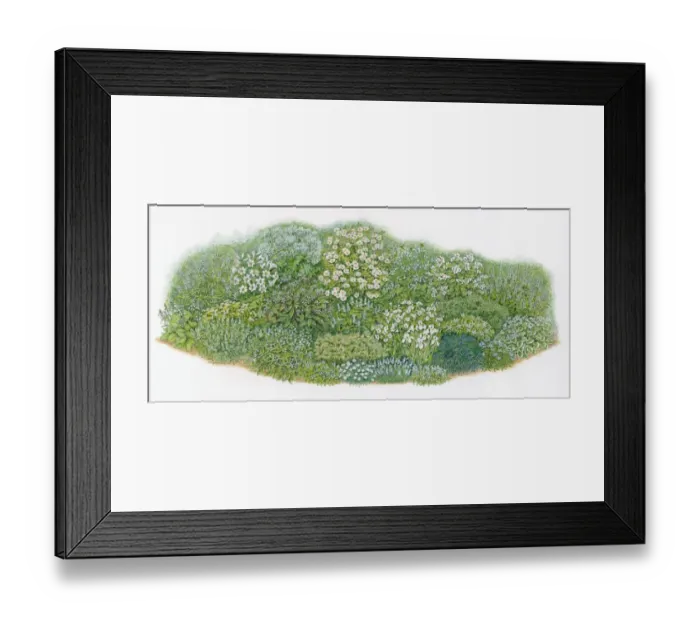Framed Print : Illustration of herb plants and flowers in domestic garden mixed flowerbed
