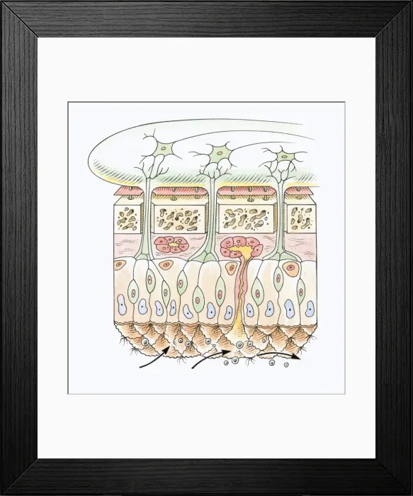 Framed Print : Cross section illustration of human olfactory system Framed Print : Cross section illustration of human olfactory system