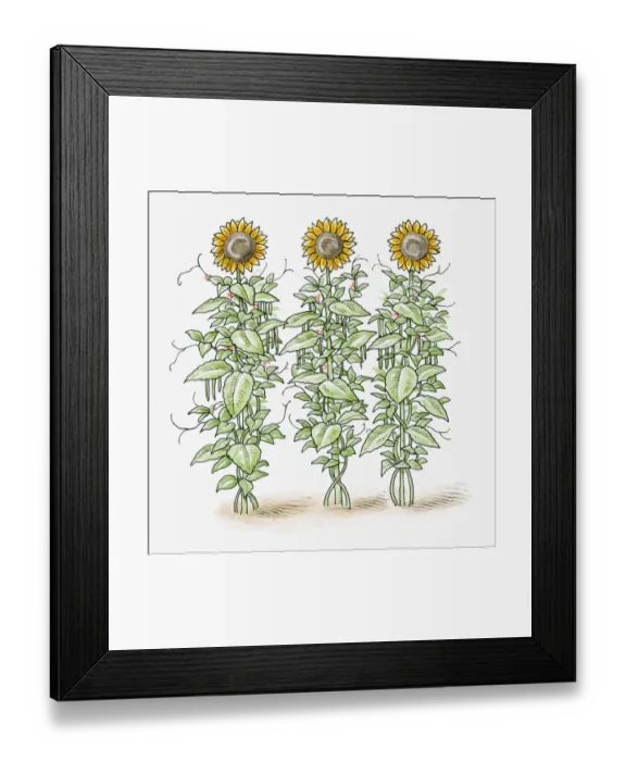 Framed Print : Illustration of three tall Helianthus annuus (Sunflower) plants