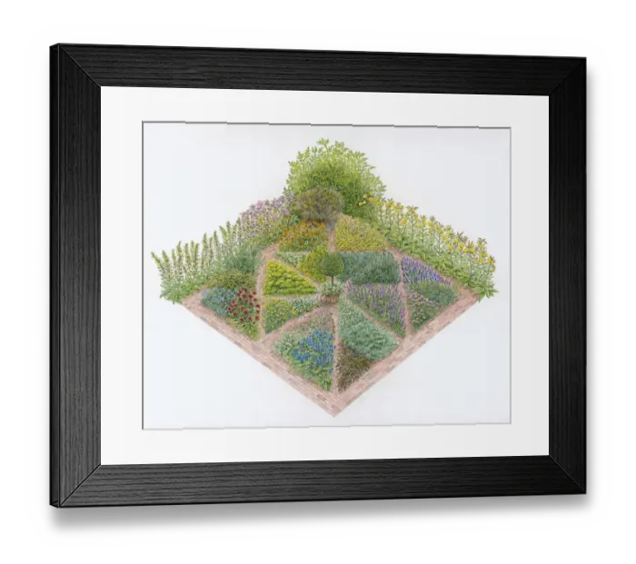 Framed Print : Illustration of herb beds in formal garden including Borage, Marjoram, Chives, Wormwood, Lemon Balm Framed Print : Illustration of herb beds in formal garden including Borage, Marjoram, Chives, Wormwood, Lemon Balm