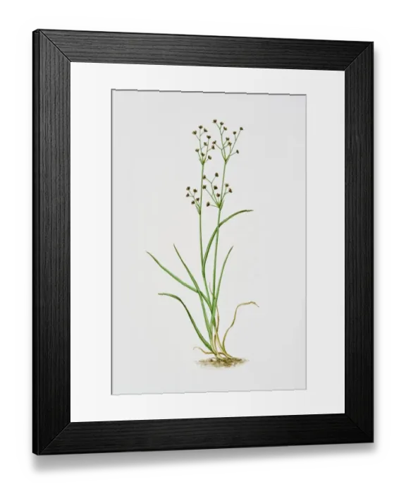 Framed Print : Illustration of Juncus Articulatus (arctic rush)