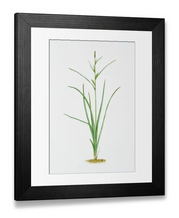 Framed Print : Illustration of Carex Hirta (Hairy Sedge) Framed Print : Illustration of Carex Hirta (Hairy Sedge)