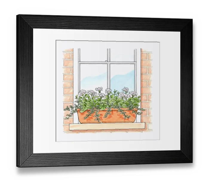 Framed Print : Illustration of Pelargonium x hortorum Tango White with trailing plant foliage in terracotta windo