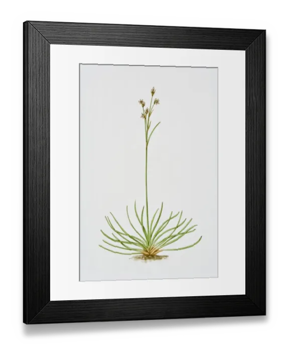 Framed Print : Illustration of Juncus Squarrosus (Heath Rush) Framed Print : Illustration of Juncus Squarrosus (Heath Rush)