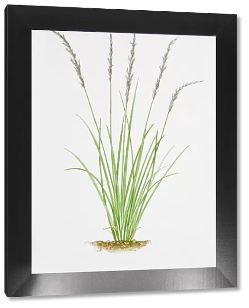 Illustration of Molinia Caerulea (Purple Moor Grass)
