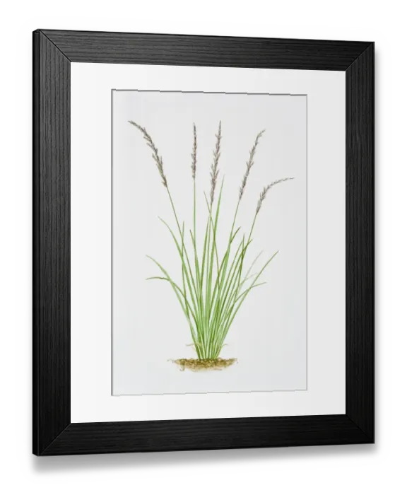 Framed Print : Illustration of Molinia Caerulea (Purple Moor Grass) Framed Print : Illustration of Molinia Caerulea (Purple Moor Grass)