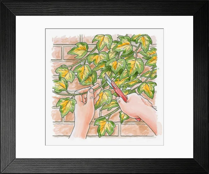Framed Print : Illustration of using secateurs to prune plant growing against brick wall Framed Print : Illustration of using secateurs to prune plant growing against brick wall