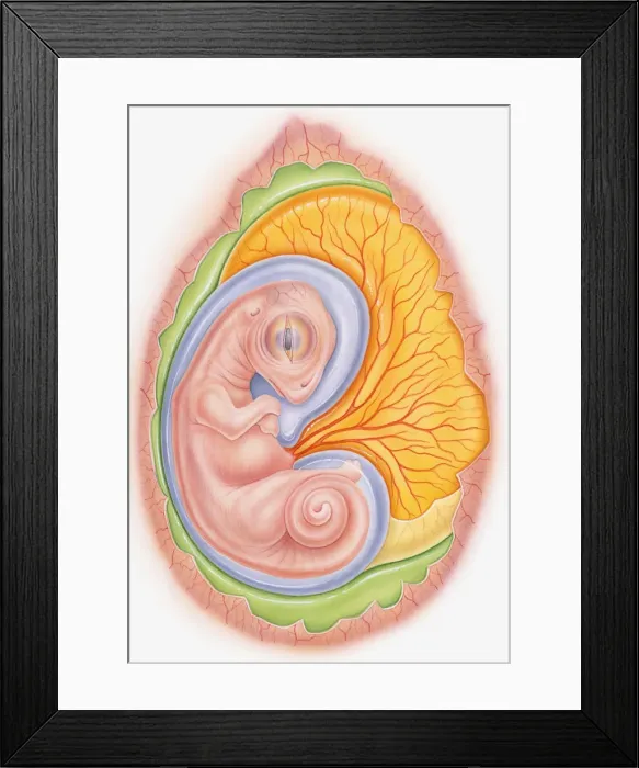 Framed Print : Illustration of dinosaur embryo in egg showing yoke sac and amniotic membrane