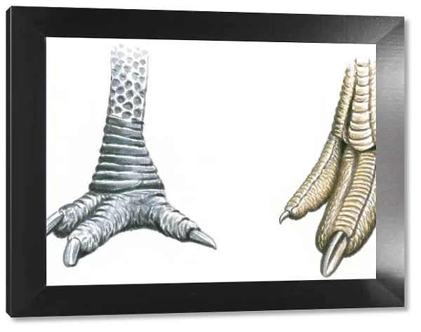 Illustration of three-toed Cassowary foot with sharp claws and sharp toenails at end of Ostrich (Struthio camelus) foot