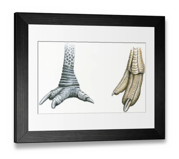 Framed Print : Illustration of three-toed Cassowary foot with sharp claws and sharp toenails at end of Ostrich (Struthio camelus) foot Framed Print : Illustration of three-toed Cassowary foot with sharp claws and sharp toenails at end of Ostrich (Struthio camelus) foot