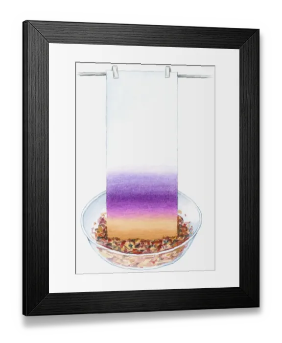 Framed Print : Illustration of colour from mashed petals dyeing blotting paper pale yellow and purple