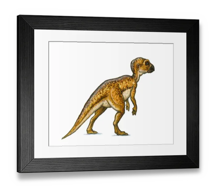 Framed Print : Illustration of Hypsilophodon, a beaked ornithischian dinosaur Framed Print : Illustration of Hypsilophodon, a beaked ornithischian dinosaur