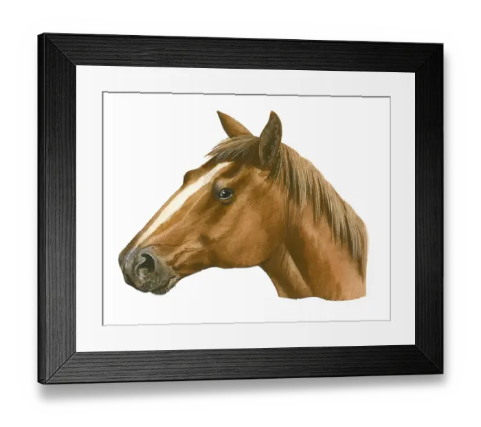 Framed Print : Illustration of head of modern Horse (Equus caballus), profile Framed Print : Illustration of head of modern Horse (Equus caballus), profile