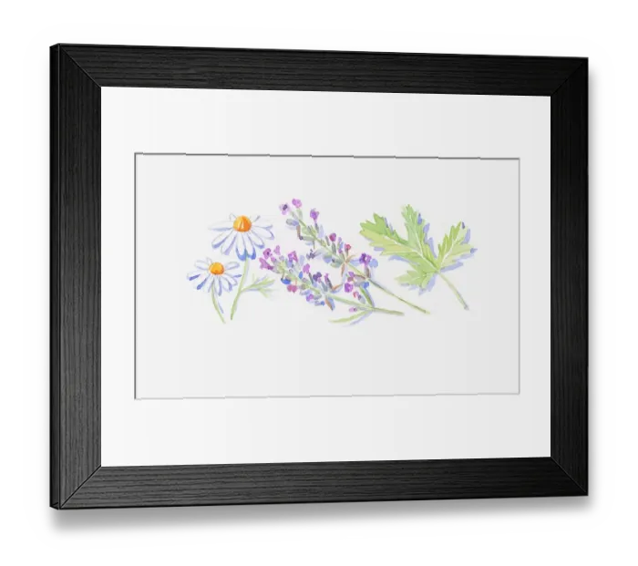 Framed Print : Illustration of lavender stems with flowers, white Roman Chamomile flowers, and geranium leaf Framed Print : Illustration of lavender stems with flowers, white Roman Chamomile flowers, and geranium leaf