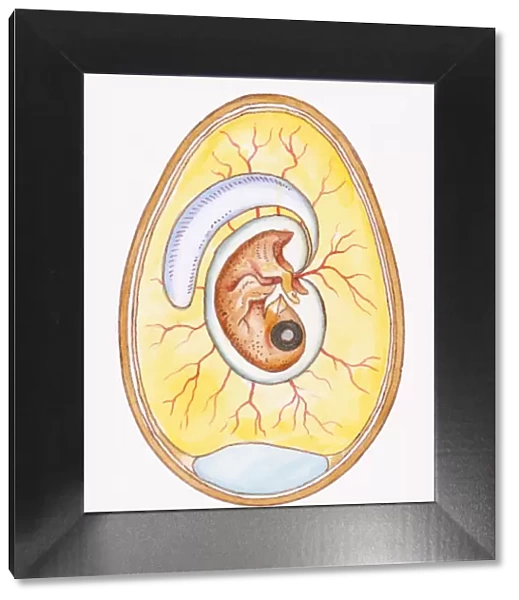 Illustration of yoke sac and amniotic membrane surrounding chicken embryo