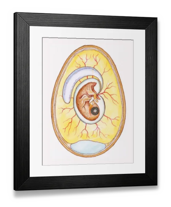 Framed Print : Illustration of yoke sac and amniotic membrane surrounding chicken embryo Framed Print : Illustration of yoke sac and amniotic membrane surrounding chicken embryo