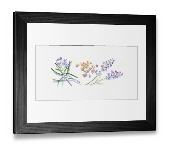 Framed Print : Illustration of lavender flowers, frankincense resin, and rosemary flowers and leaves Framed Print : Illustration of lavender flowers, frankincense resin, and rosemary flowers and leaves